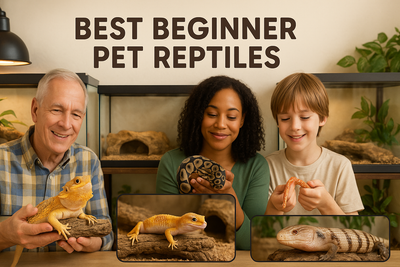 Best Reptiles for First-Time Owners: Easy Care Species