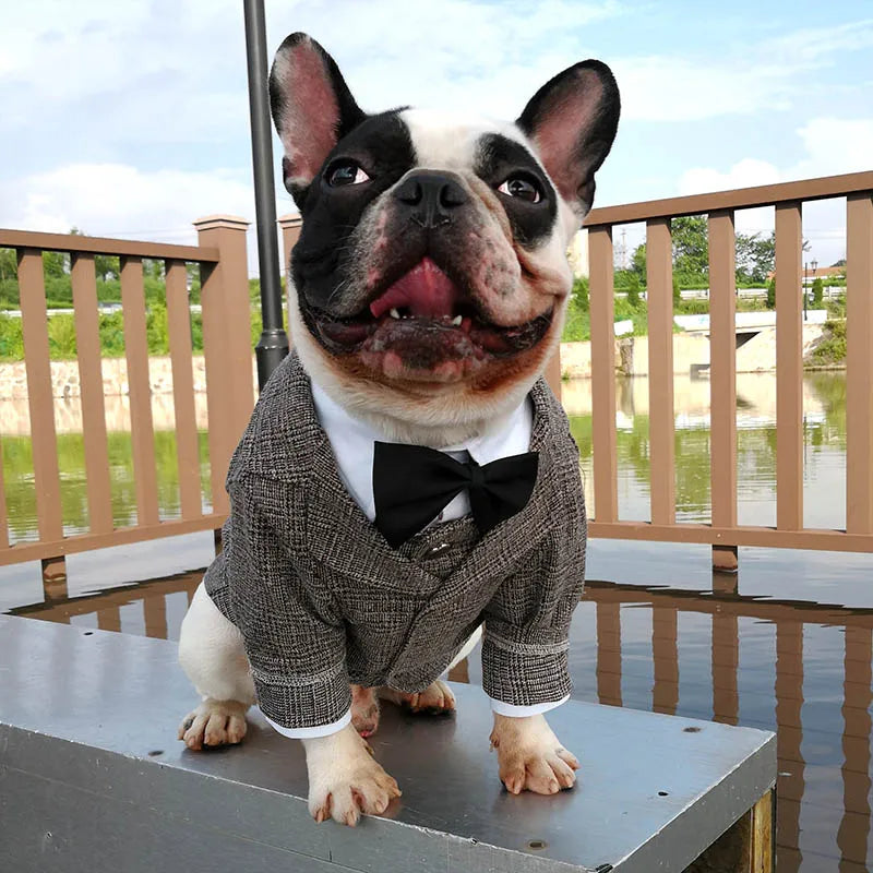 Premium Dog Vest Suit - Formal Wedding Party Outfit for Small Dogs & Cats