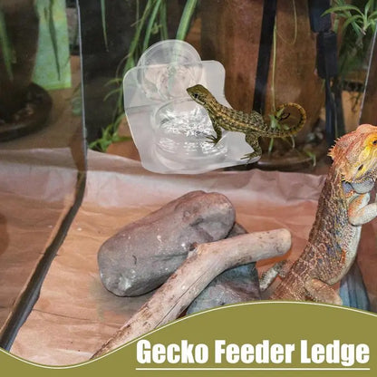 Magnetic Reptile Feeding Ledge - Suction Cup Food Station for Geckos & Lizards | Petziverse