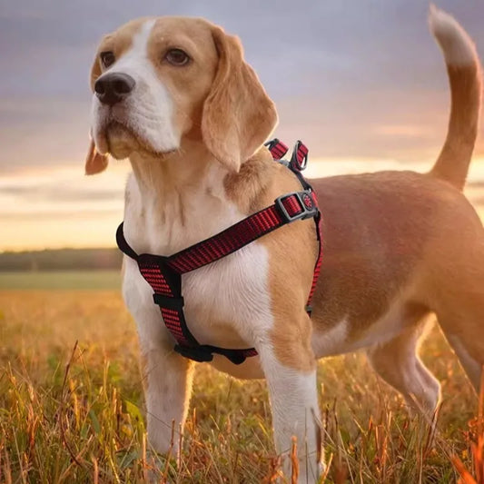 Reflective Safety Dog Harness & Leash Set - Adjustable Chest Strap Walking System