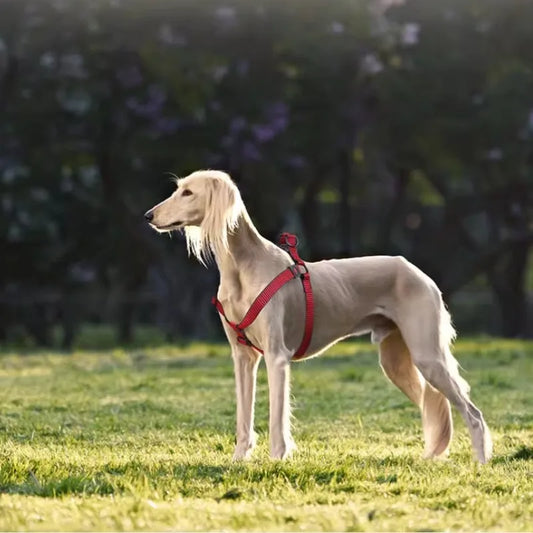 Reflective Safety Dog Harness & Leash Set - Adjustable Chest Strap Walking System