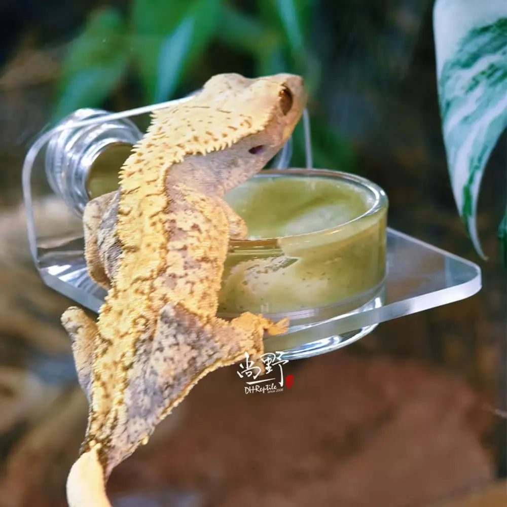 Magnetic Reptile Feeding Ledge - Suction Cup Food Station for Geckos & Lizards | Petziverse