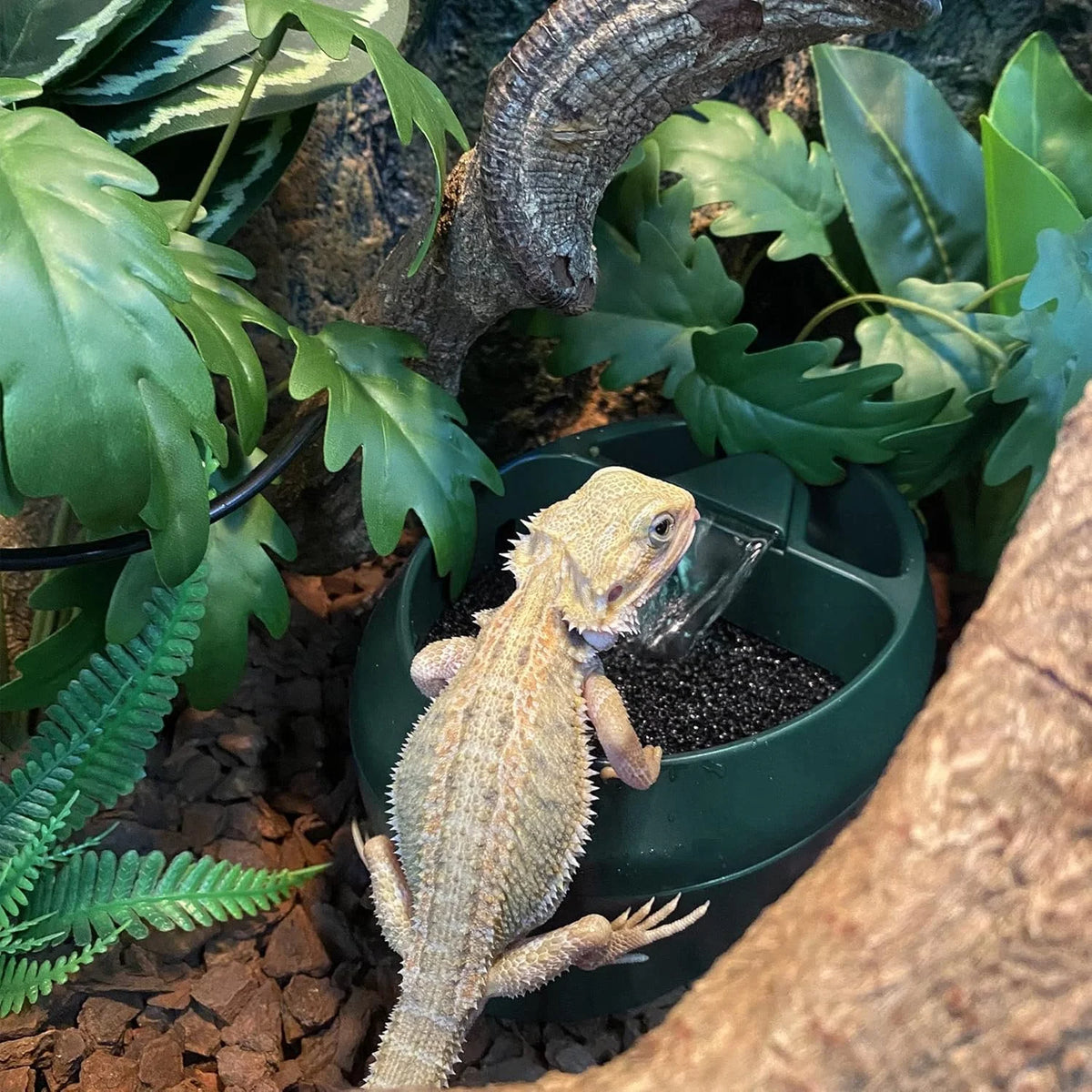 Reptile Drinking Water Filter Fountain Automatic Feeding Drinker Lizard Chameleon Snake Frog Reptiles