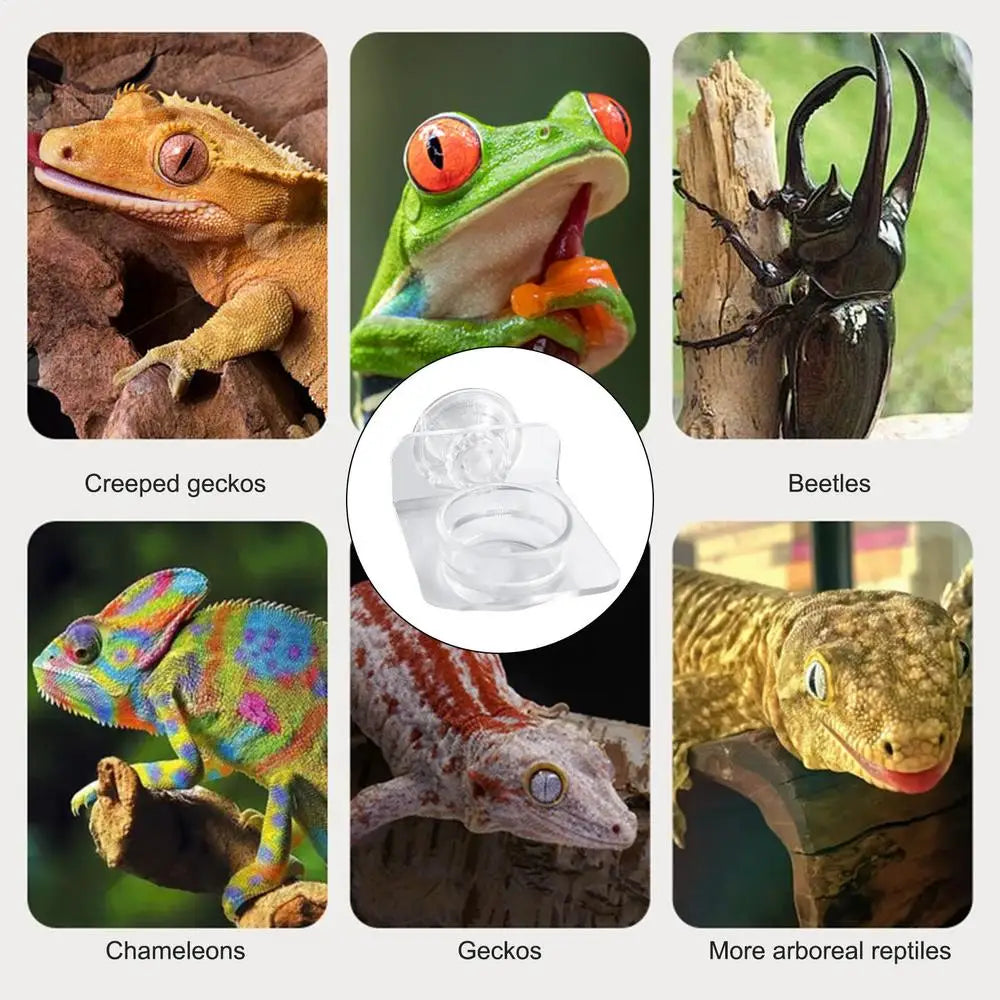Magnetic Reptile Feeding Ledge - Suction Cup Food Station for Geckos & Lizards | Petziverse