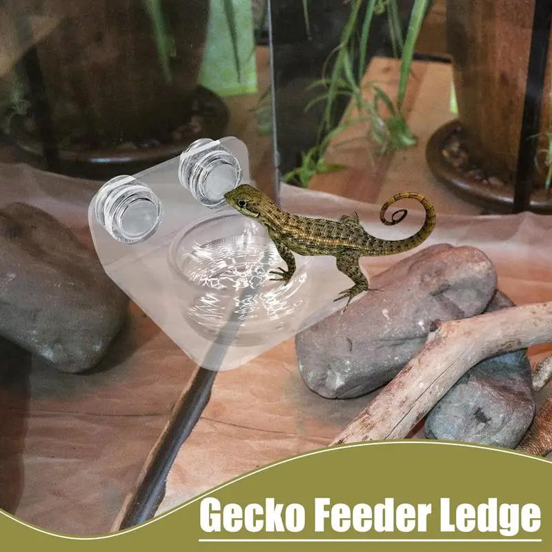 Magnetic Reptile Feeding Ledge - Suction Cup Food Station for Geckos & Lizards | Petziverse