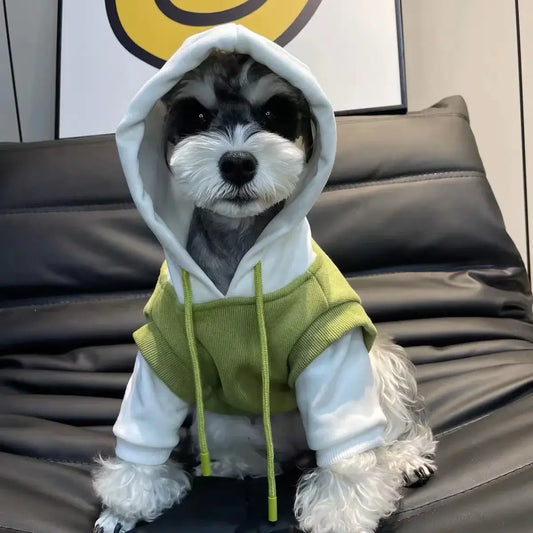 dog wearing premium winter hoodie